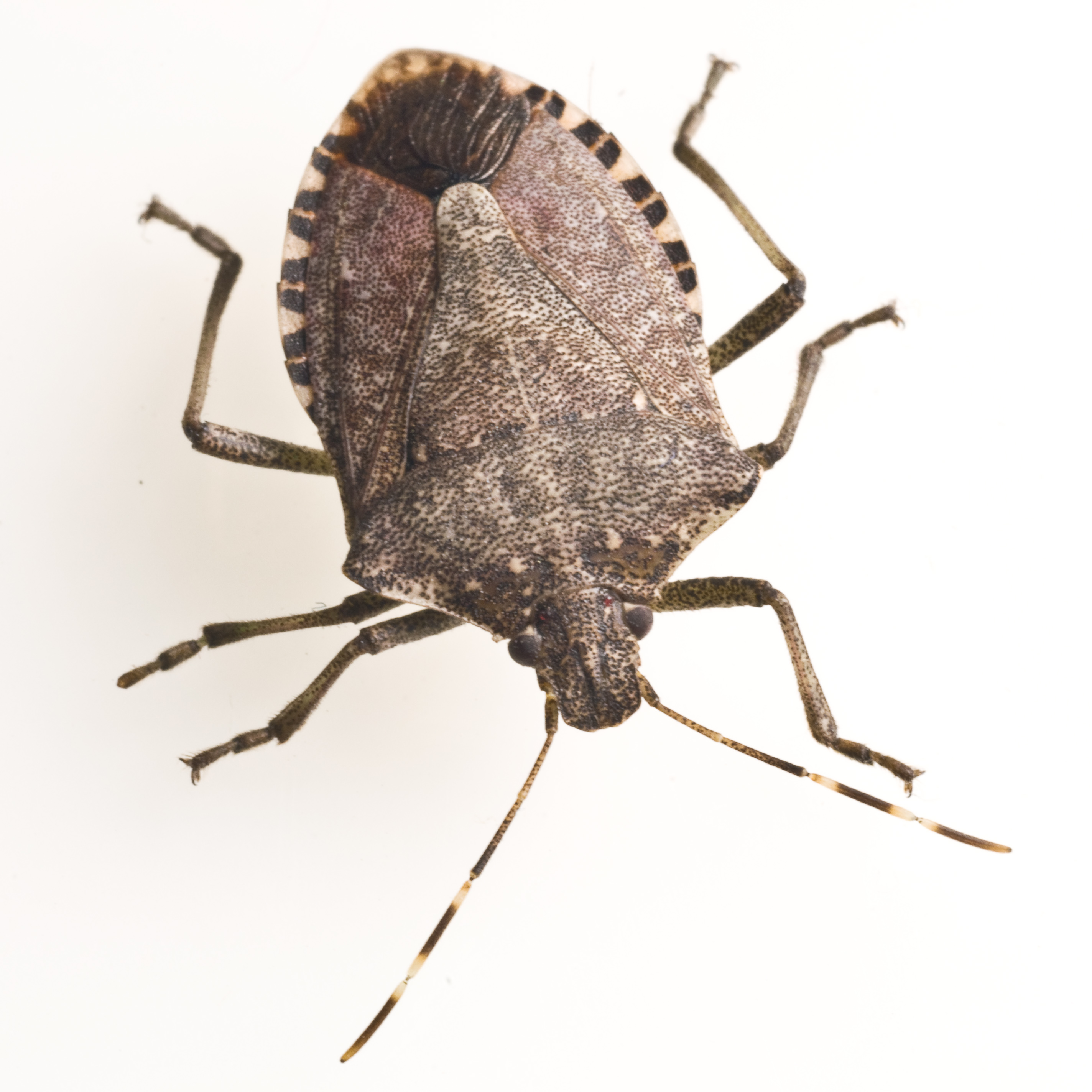 Stink Bug Free Images at vector clip art online, royalty